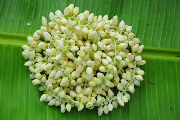 Flower Jasmine String