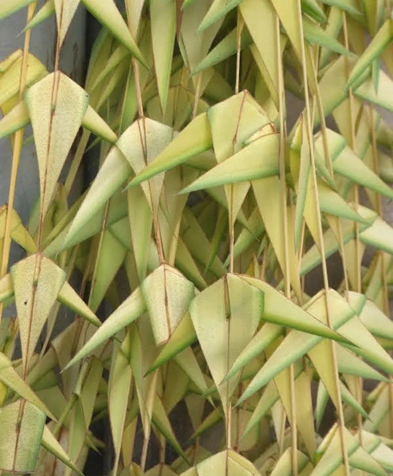 Coconut Thoran (Thenna Thoranam)